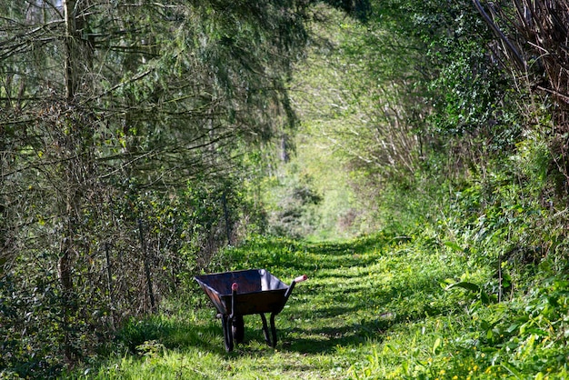 Kruiwagen in het bos op een pad zonder mensen