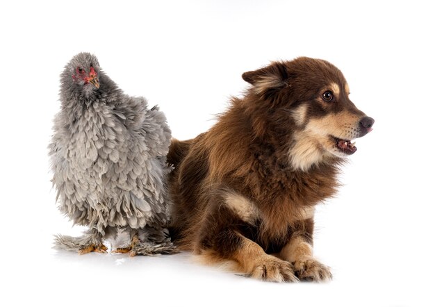 Krullende brahma en hond, voor witte achtergrond