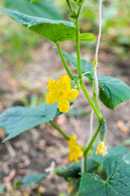 Krullende struik van komkommers met gele bloemen Groenten kweken in de tuin