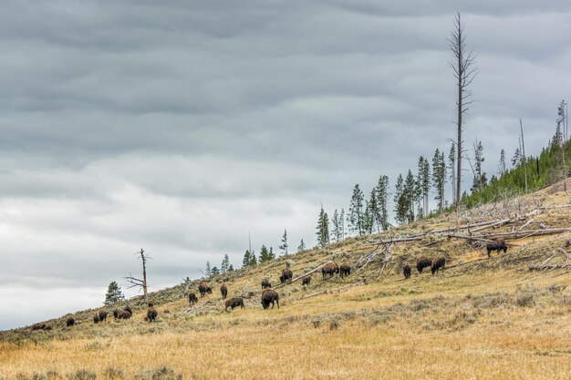 Kudde Amerikaanse bizons dwaalt rond in Yellowstone National Park