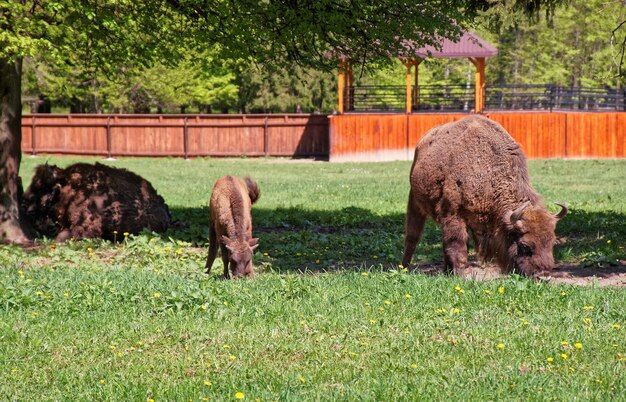 Kudde bizons met kalf in Bialowieza National Park als onderdeel van Belovezhskaya Pushcha National Park in Polen.