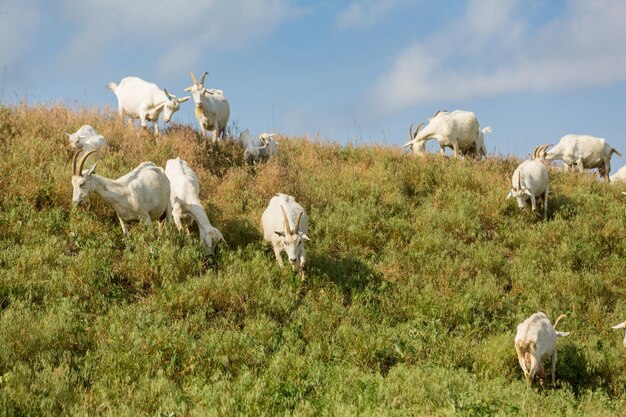 Kudde boerderijgeiten op een weiland