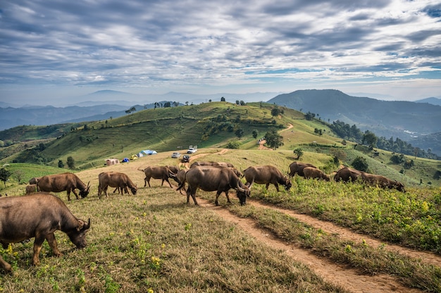 Kudde buffels grazen op heuvel en toeristen kamperen in nationaal park in Doi Mae Tho