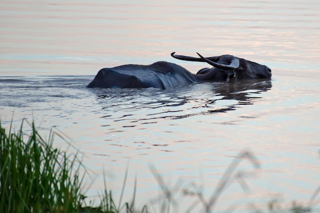 Kudde buffels in het waterbassin Thailand