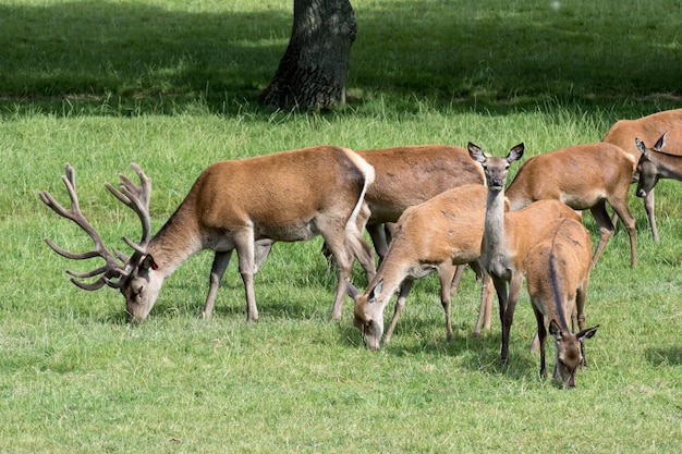 Kudde edelherten (Cervus elaphus)