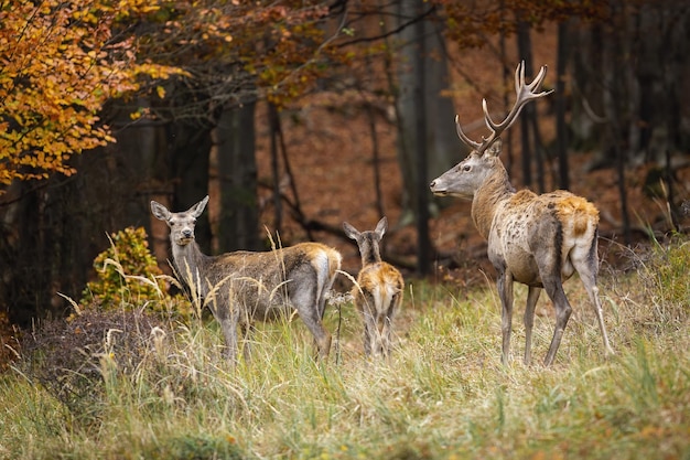 Kudde edelherten met hert en hinden die rondkijken op een open plek in het herfstbos