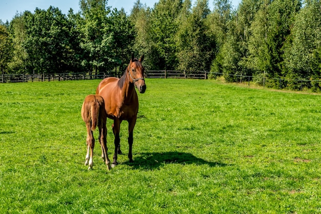 Kudde elite paarden graast op het gazon in de buurt van bos