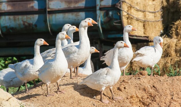 Kudde ganzen in de pluimveehouderij