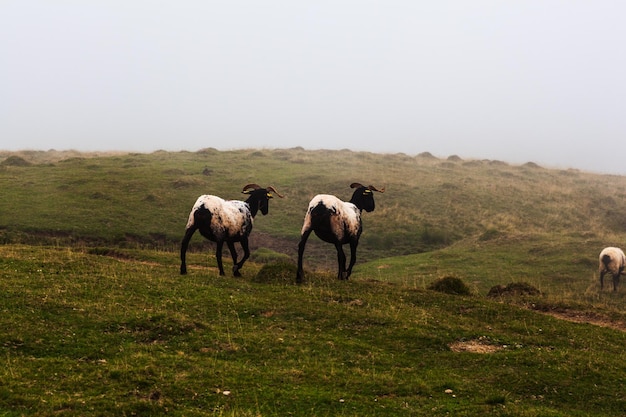 Kudde geiten grazen op Camino de Santiago