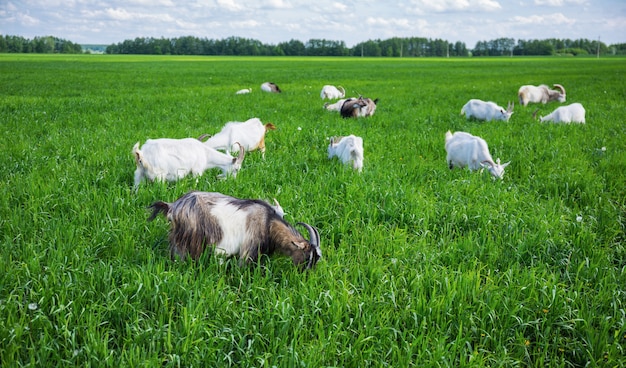 Kudde geiten op een weiland