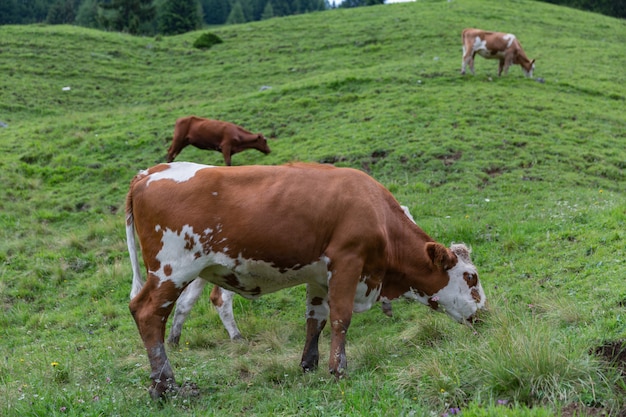 Kudde koeien grazen in de Alpen