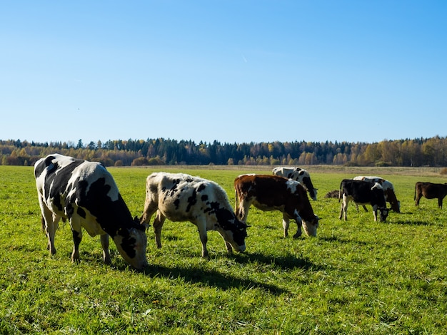 Kudde koeien grazen in de herfst groene veld