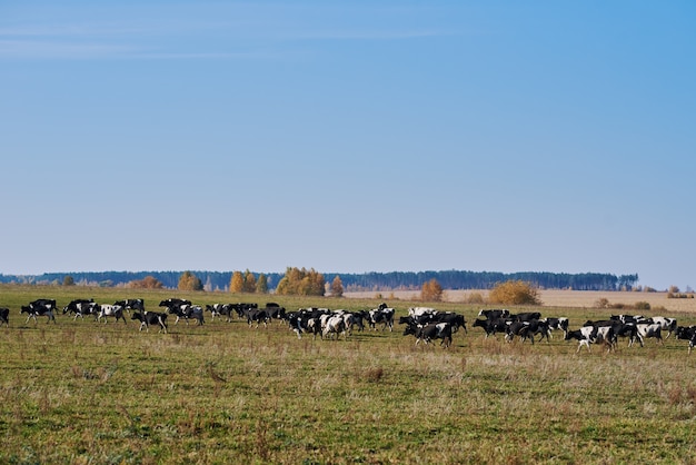 Kudde koeien grazen op groen veld