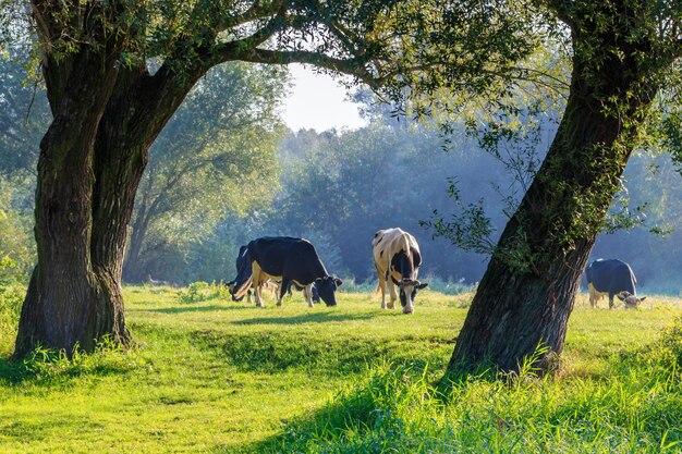 Kudde koeien grazen op rivieroever tussen bomen in zonnige ochtend