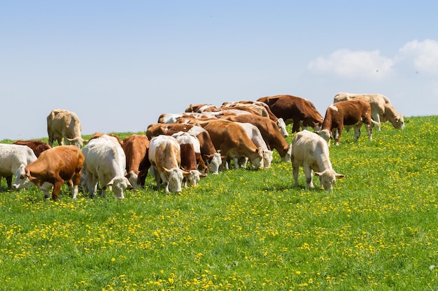 Kudde koeien op lente groen veld