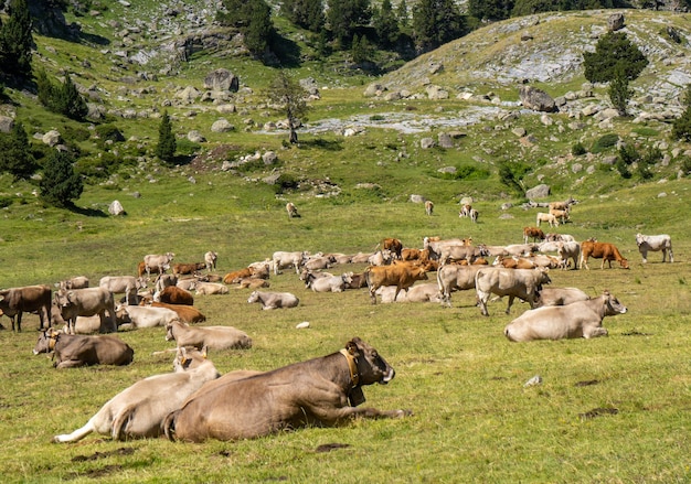 Kudde koeien slapen en rusten in een weiland in de Aragonese Pyreneeën.