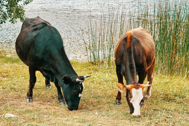 Kudde koeien. Twee koeien eten gras bij het meer. Zwarte koe en een bruine