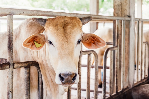 Kudde koeienclose-up op Amerikaanse Thaise Brahman-koeien in stal op melkveehouderij. Landbouwindustrie, landbouw en veeteeltconcept.