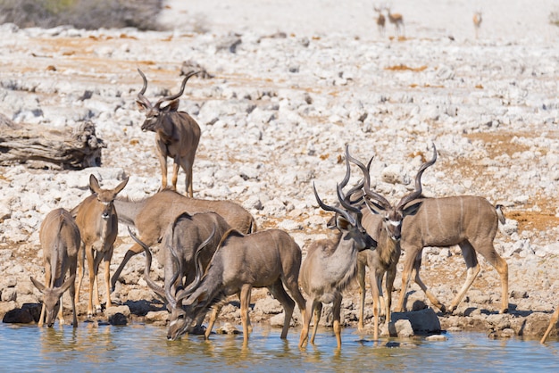 Kudde Kudu drinken uit waterput.