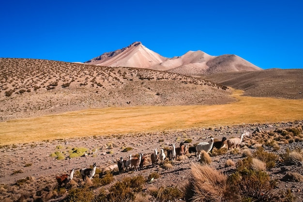 Kudde lama's grazen op de Altiplano