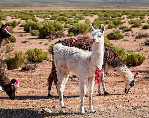 Kudde lama's. Herfst woestijnlandschap in de Boliviaanse Altiplano. Andes, Zuid-Amerika