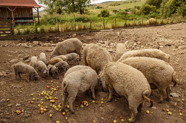 Kudde Mangalica