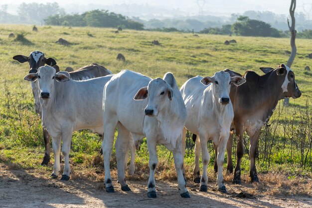 Kudde nelore runderen in het veld