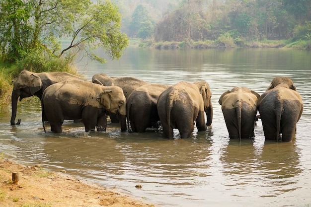 Kudde of groep Aziatische olifanten badend in de rivier van het bos in Noord-Thailand