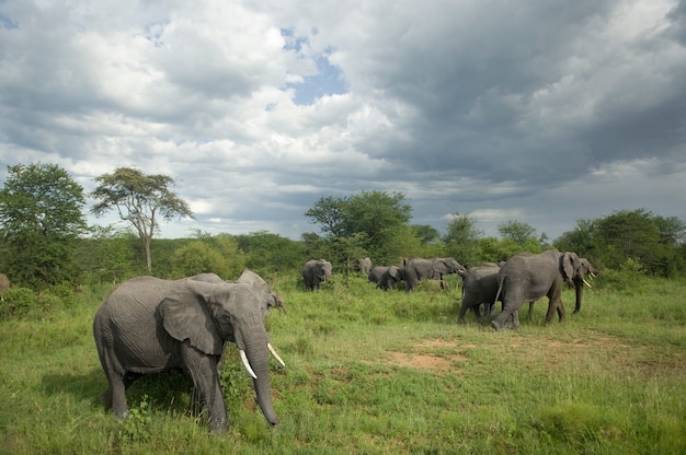 Kudde olifanten in de serengeti vlakte