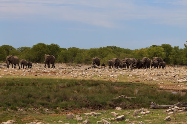 Kudde olifanten uit Etosha National Park, Namibië