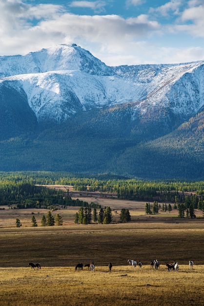 Kudde paarden in de ochtend Kurai steppe. Herfst in het Altai-gebergte. Rusland