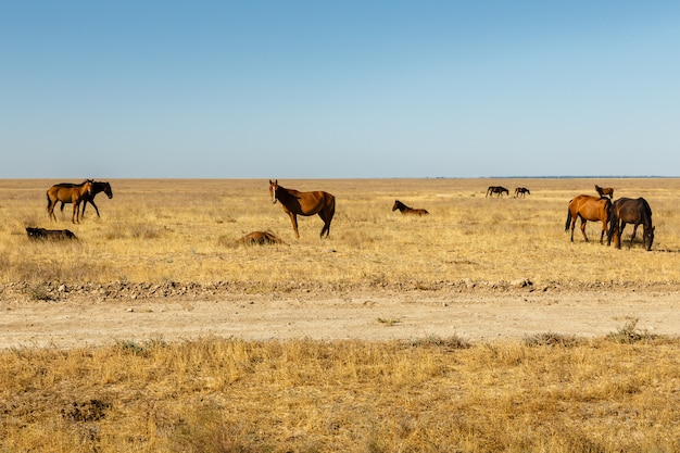 Kudde paarden in de steppe van Kazachstan, paarden eten droog gras in de weide