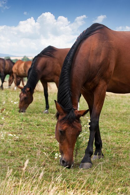 Foto kudde paarden