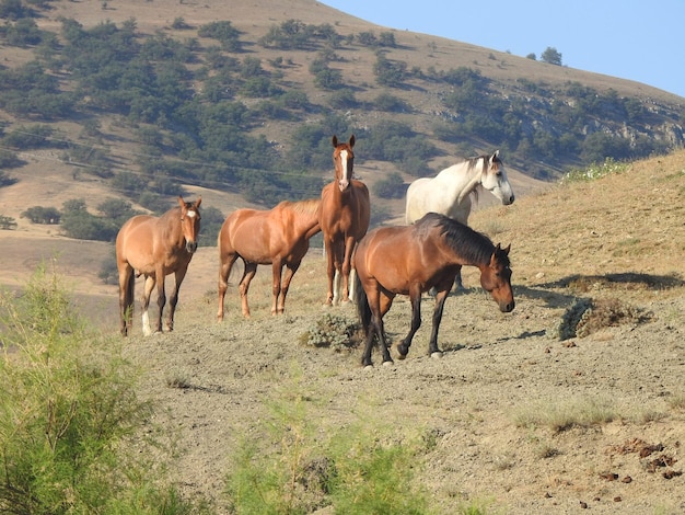 Foto kudde prachtige wilde paarden in de wei