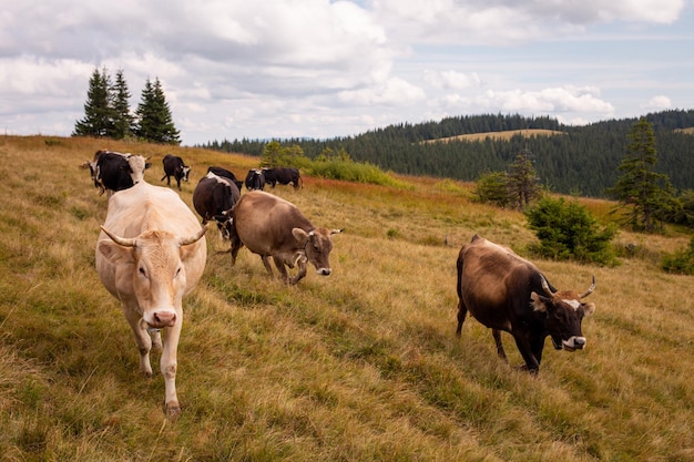 Kudde runderen grazen in een weiland op een heuvel