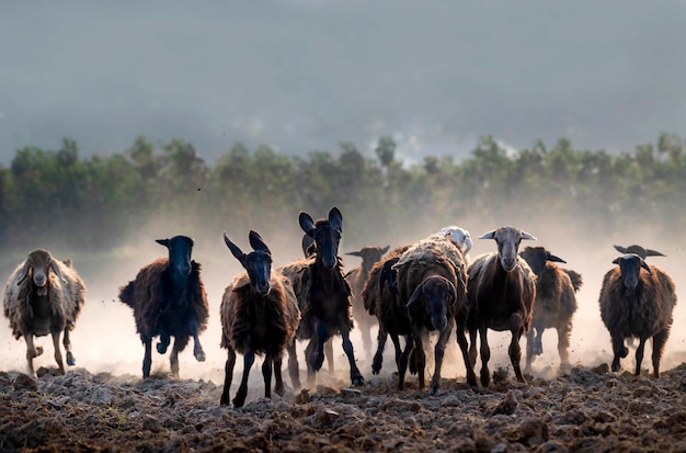 kudde schapen die in het stof rennen