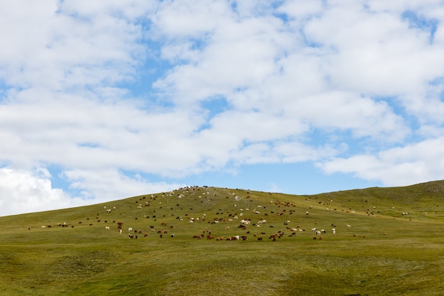 kudde schapen en geiten grazen in de Mongoolse steppe