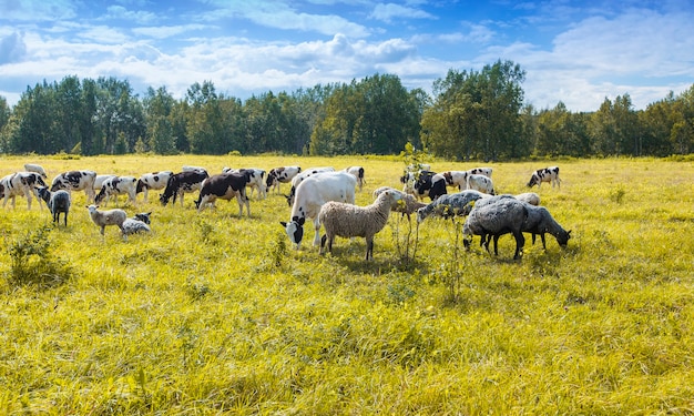 kudde schapen en koeien grazen op groen en geel gras in een zonnige dag