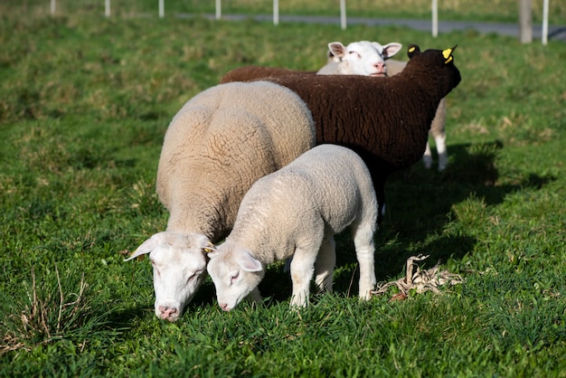 Kudde schapen eten op de groene weide