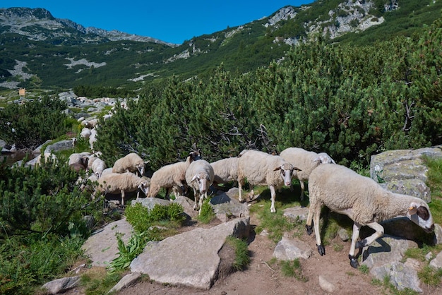 Kudde schapen grazen in de bergen