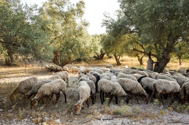 Kudde schapen grazen in een bosje tussen de olijfbomen