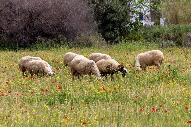 Kudde schapen grazen in een weide