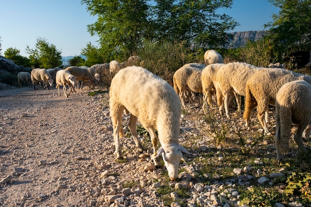 Kudde schapen grazen op een bergweide