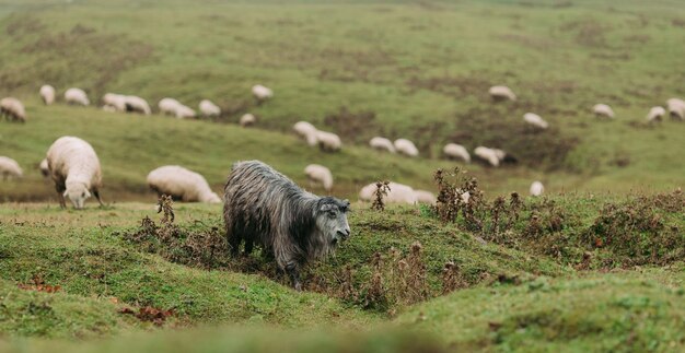 Kudde schapen grazen op groene weiden in de bergen van de Kaukasus in mistige dag