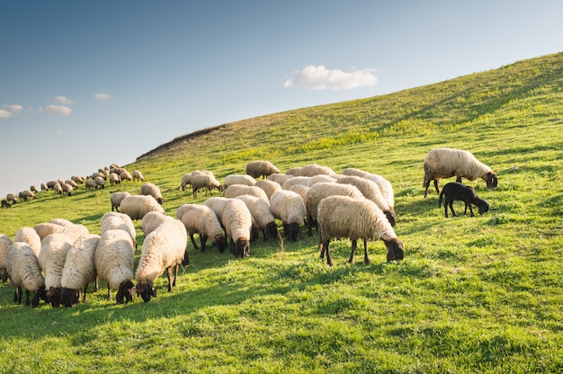 Kudde schapen grazen