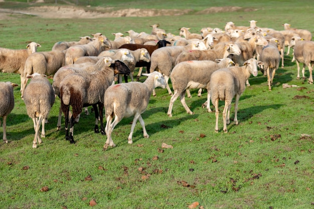 Kudde schapen grazen