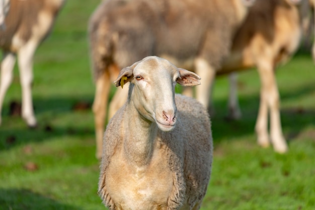 Kudde schapen grazen