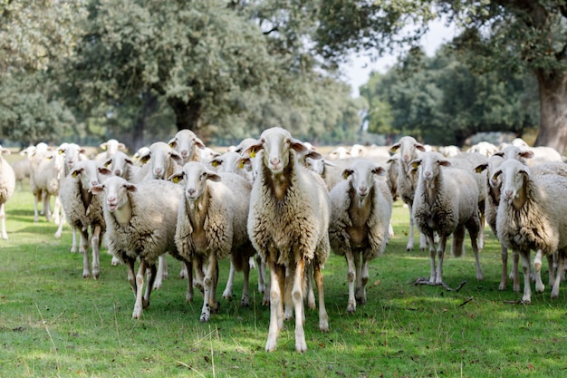 Kudde schapen grazen