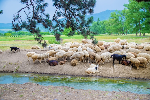 Kudde schapen in de bergen. Reizen in Georgië.