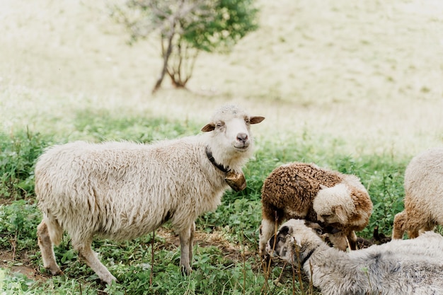 Kudde schapen in de bergen